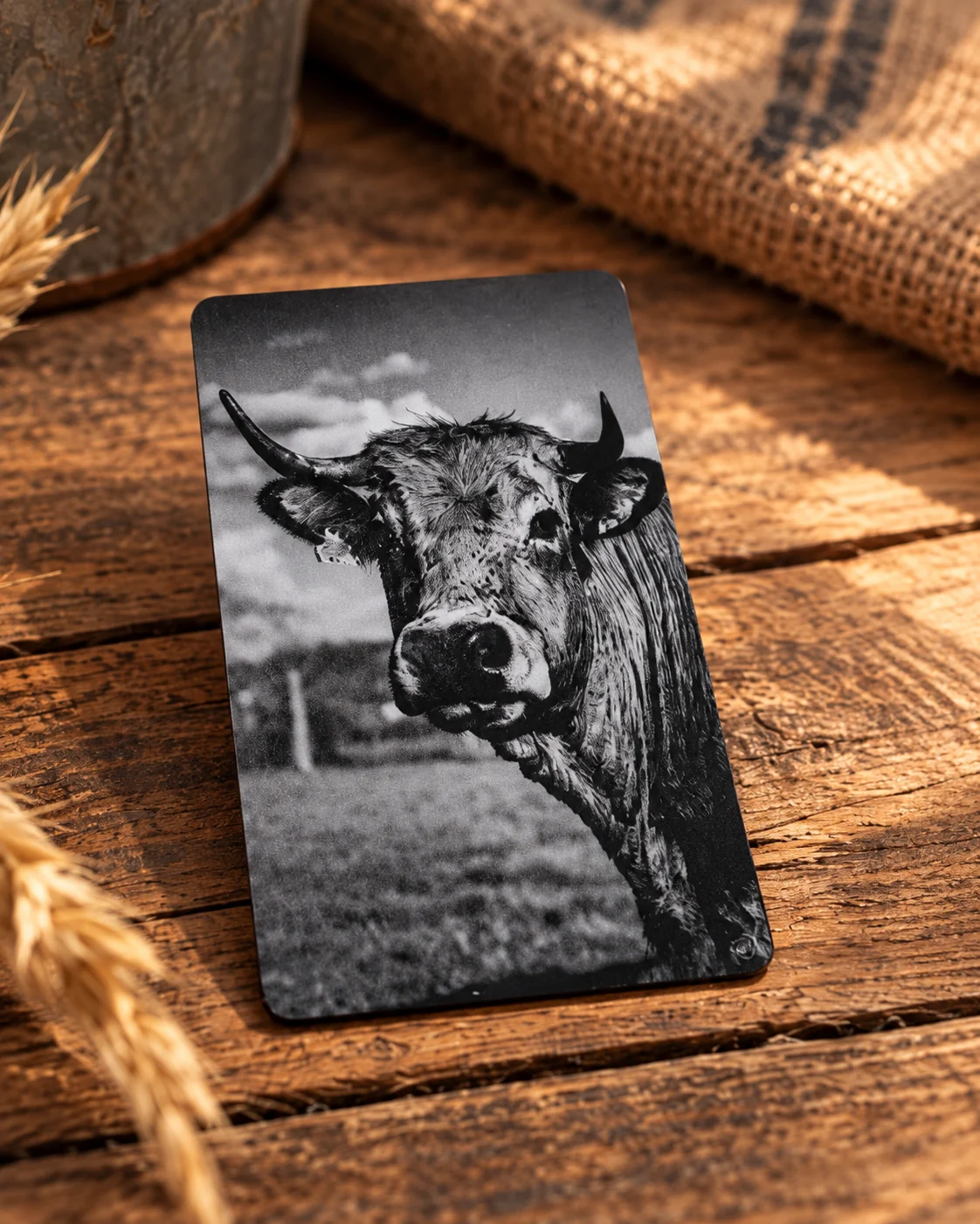 Carte en aluminium anodisé gravée d’un portrait de vache Aubrac